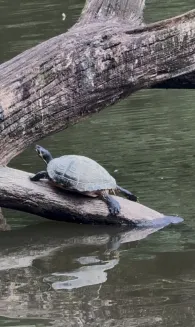 Teichanlage Jöllenbeck-3