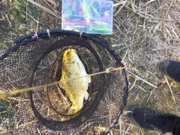 Jaeneckes Teiche (Stendal)