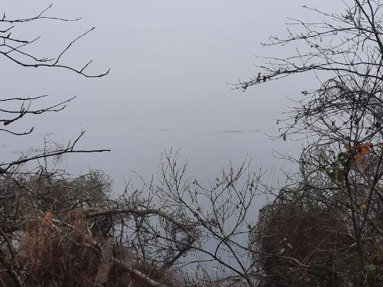 Riedsee (Bad Wurzach)