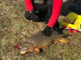 Radolfzeller Aach (Bohlingen)