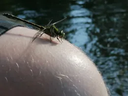 Oker (Wolfenbüttel)-1