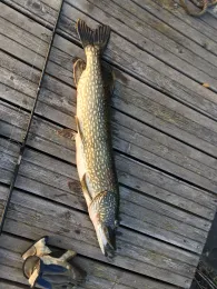 Rügischer Bodden (Lauterbach)
