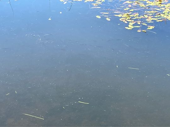 Oberer Zechenteich (Clausthal-Zellerfeld)-1