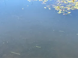 Oberer Zechenteich (Clausthal-Zellerfeld)-1