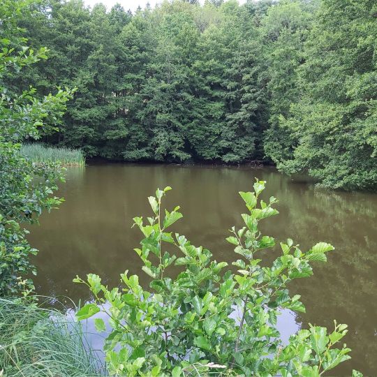 Angelsee Kloster Springiersbach -2