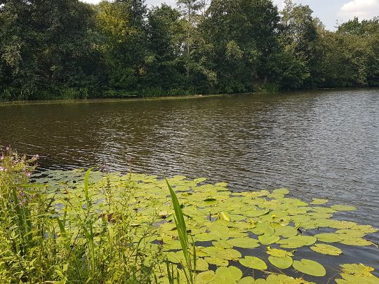 Bille (Hamburg-Billwerder)-4