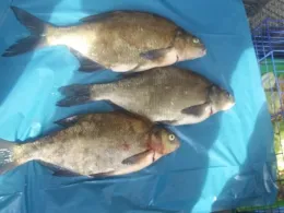 Bille (Hamburg-Billwerder)