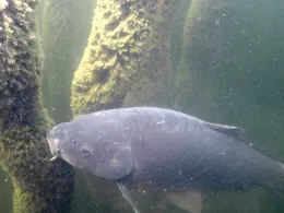 Rursee (Rurtalsperre)-3