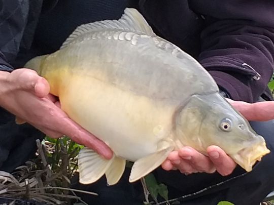 Dortmund-Ems-Kanal (Senden)-1