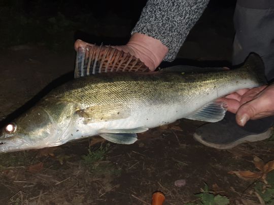 Dortmund-Ems-Kanal (Senden)-4