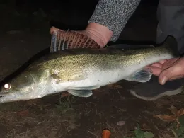 Dortmund-Ems-Kanal (Senden)-4