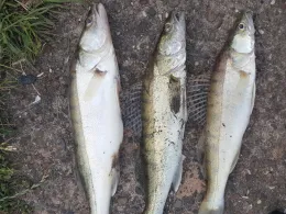 Dortmund-Ems-Kanal (Senden)-3