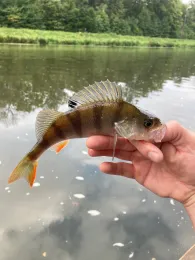 Elsterflutbett (Leipzig)-3