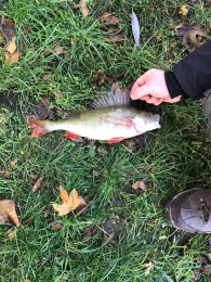 Main (Veitshöchheim)