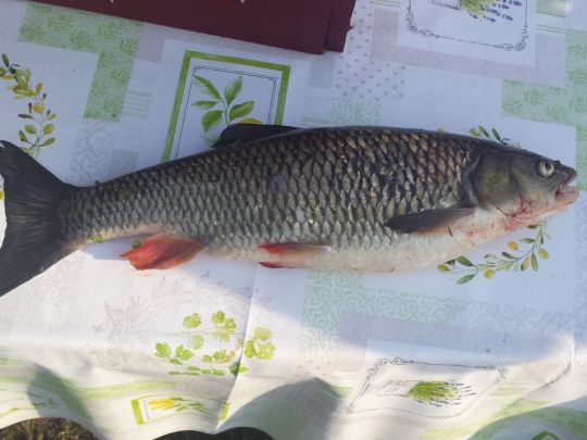 Unstrut (Nebra/Unstrut)-3