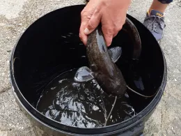 Unstrut (Nebra/Unstrut)