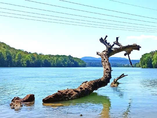 Rhein (Rheinfelden)-3