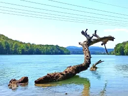 Rhein (Rheinfelden)-3