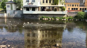 Zwickauer Mulde (Aue)-2