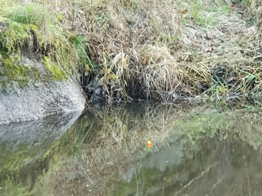 Waldnaab (Falkenberg)-2