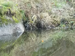 Waldnaab (Falkenberg)-2