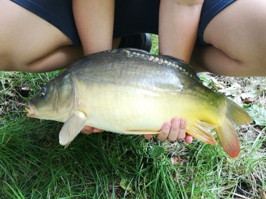 Trafoweiher (Kirchfarrnbach)