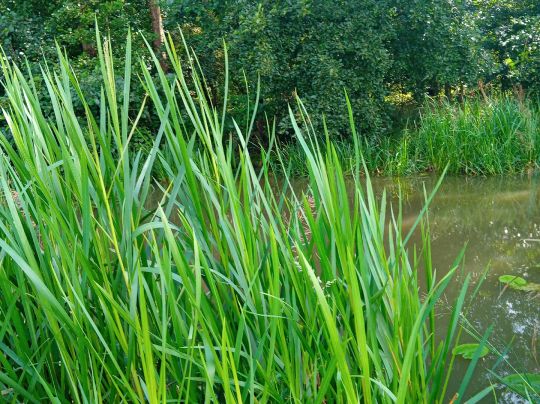 Kleine Spree (Milkel)-1