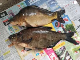 Finowkanal (Marienwerder)-4