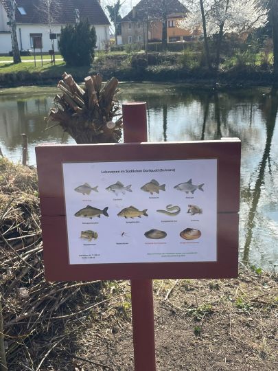 Dorfteich Süd (Schrenz)-1