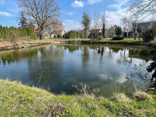 Dorfteich Süd (Schrenz)-3