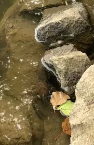 Flutkanal (Weiden i.d. Oberpfalz)-3