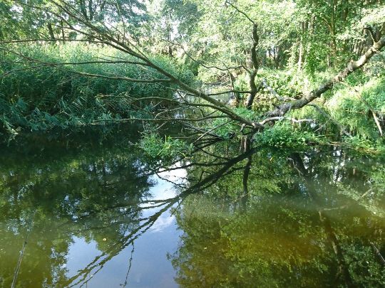 Mildenitz (Sternberg)-1