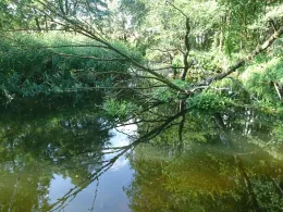 Mildenitz (Sternberg)-1