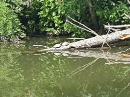 Tauber (Lauda-Königshofen)