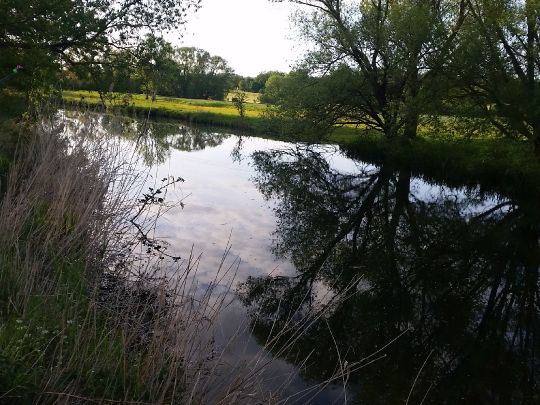 Innerste (Baddeckenstedt) ALLE ANGELN