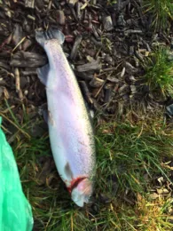 Kai's Angelparadies-2