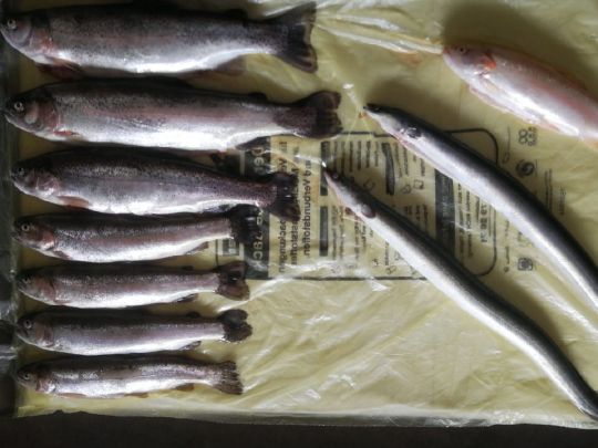 Kai's Angelparadies-3