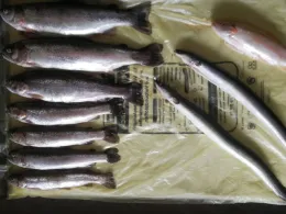 Kai's Angelparadies-3