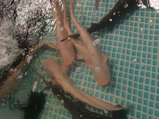 Kai's Angelparadies-4