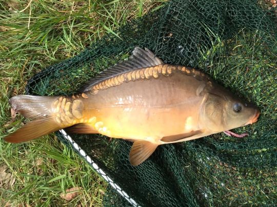 Ahlftener Fischteiche