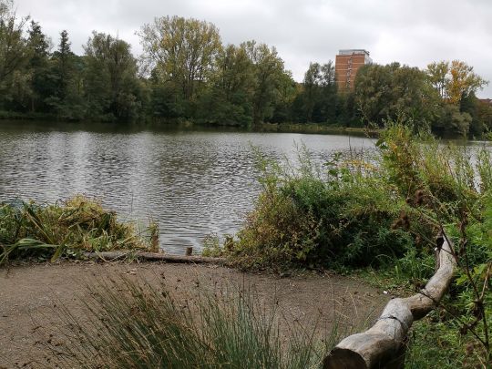 Annateich (Hannover) angeln