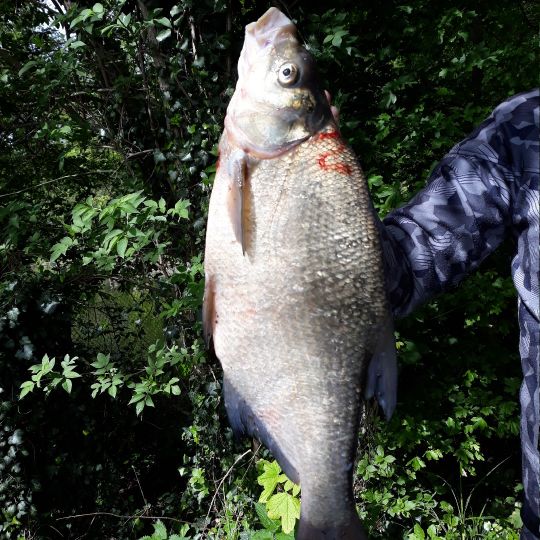 Annateich (Hannover)