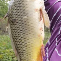 Main (Bischofsheim-Fechenheim)-1