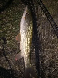 Mosel (Ars-sur-Moselle)-1