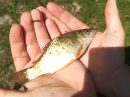 Regenrückhaltebecken Wüllen