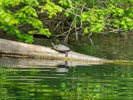 Großer Rensinger See