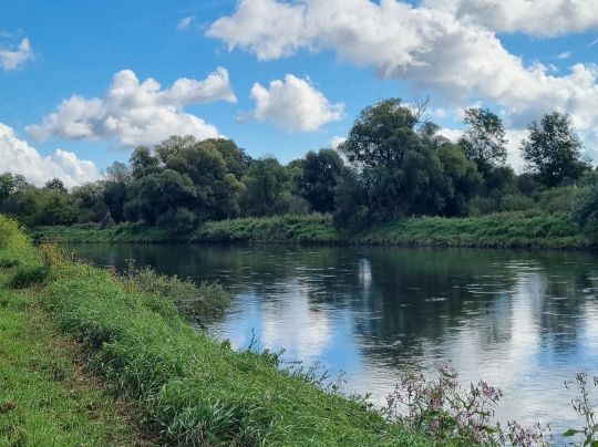 Donau (Altisheim-Leitheim)-3