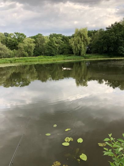 Alsenwasser (Eilenburg) angeln