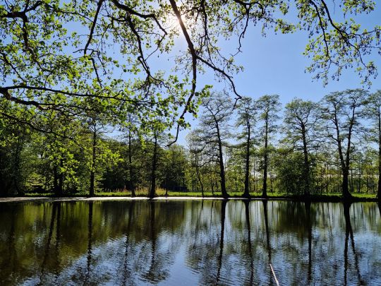Hammermühlenteich (Großenhain)