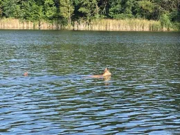 Brettmühlenteich (Bretnig-Hauswalde)